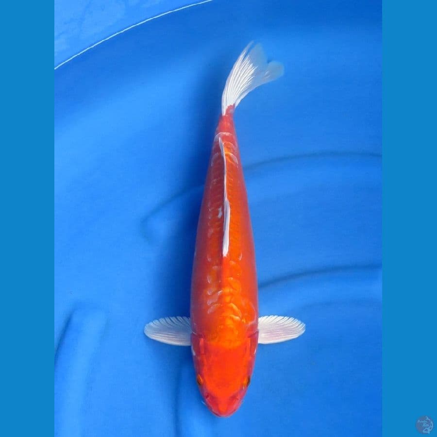 44cm - Orenji Jantan
