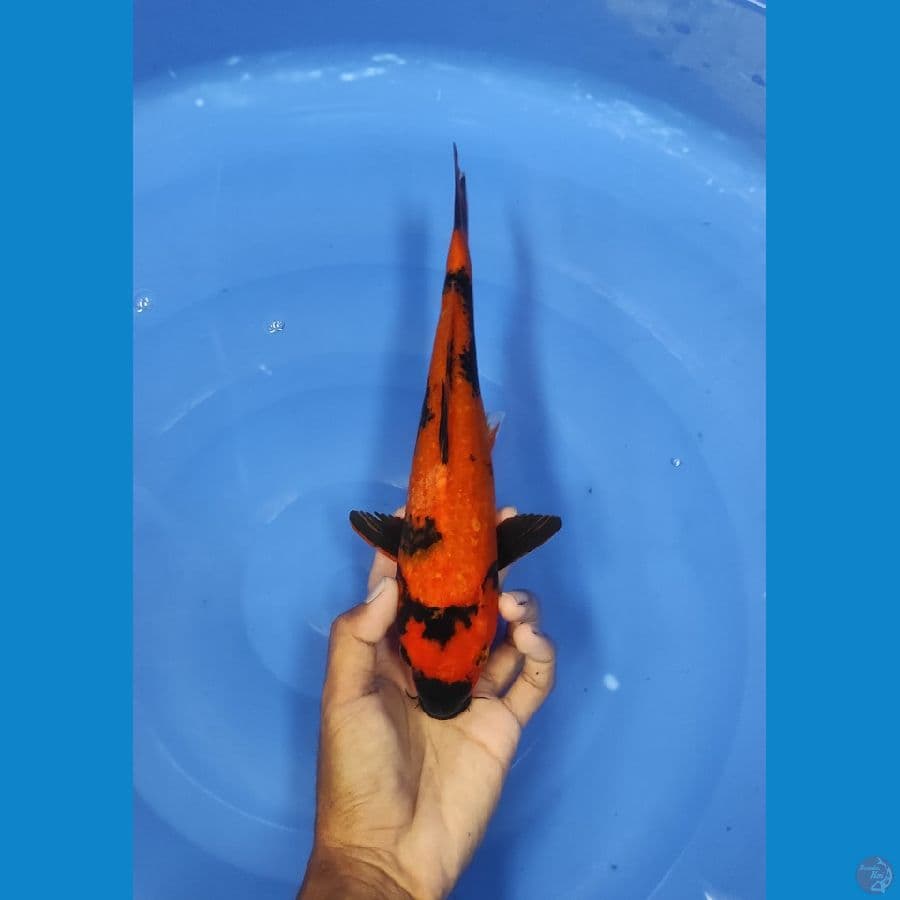 30 CM ~ UTSURI