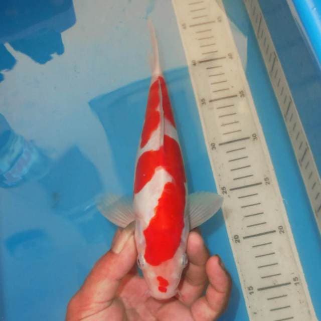 KOHAKU DOITSU
