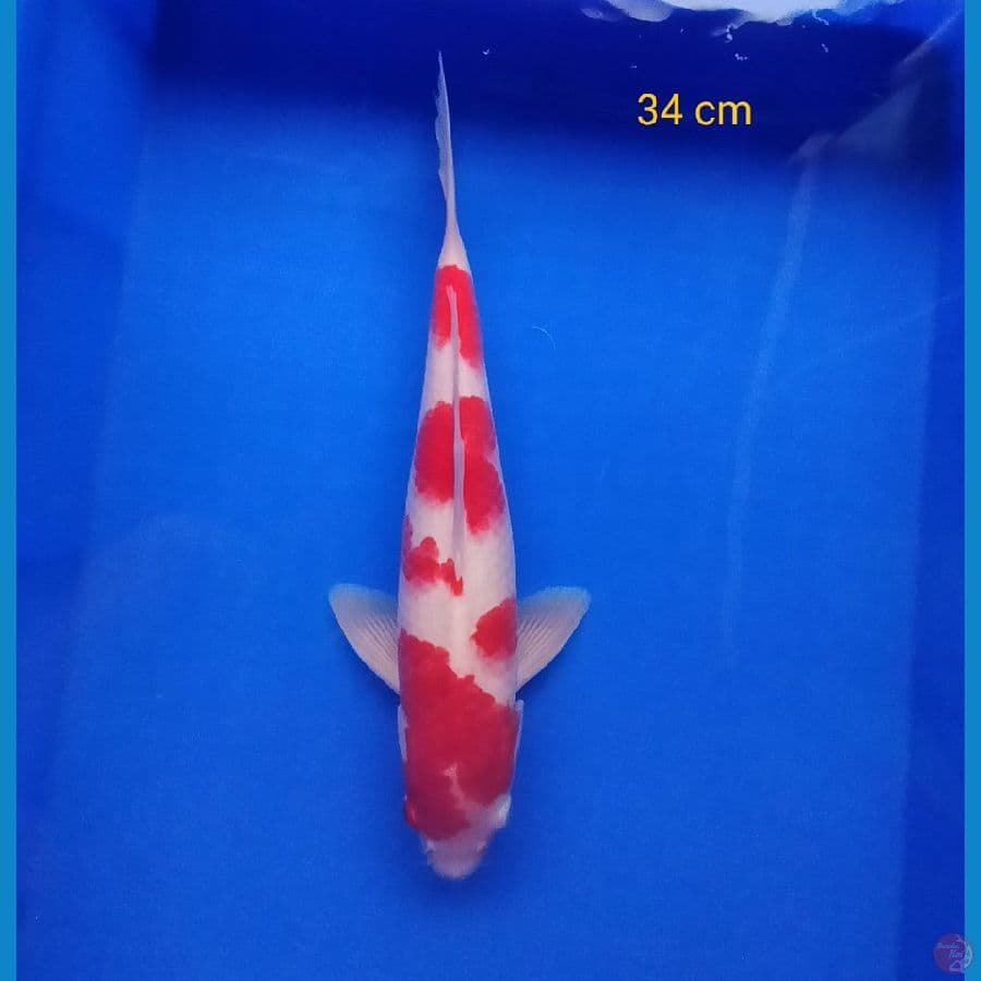 kohaku 34cm
