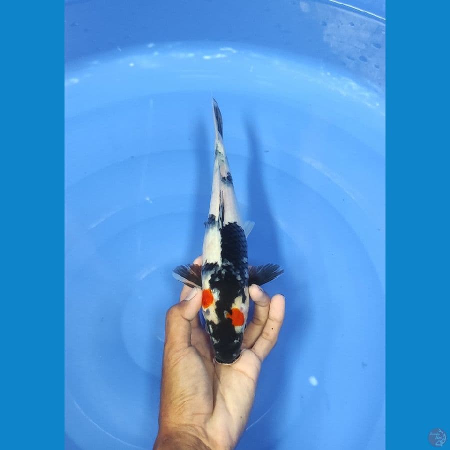 28 CM ~ TANCI SHOWA