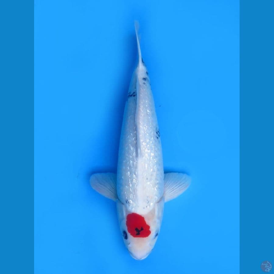 46cm - Tancho Showa Ginrin Jantan  
