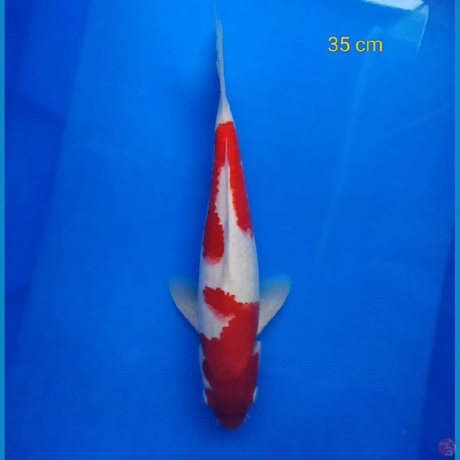 kohaku 35 cm