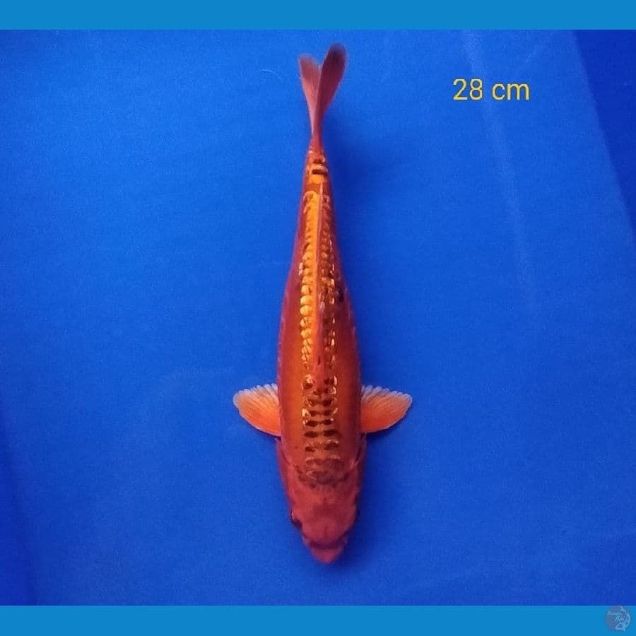 kawari 28 cm