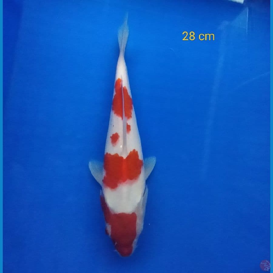 kohaku 28 cm