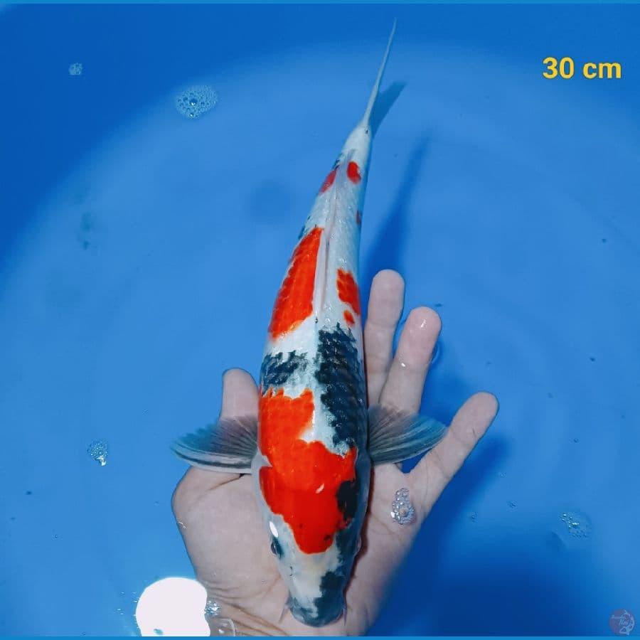 SQ showa male 30 cm