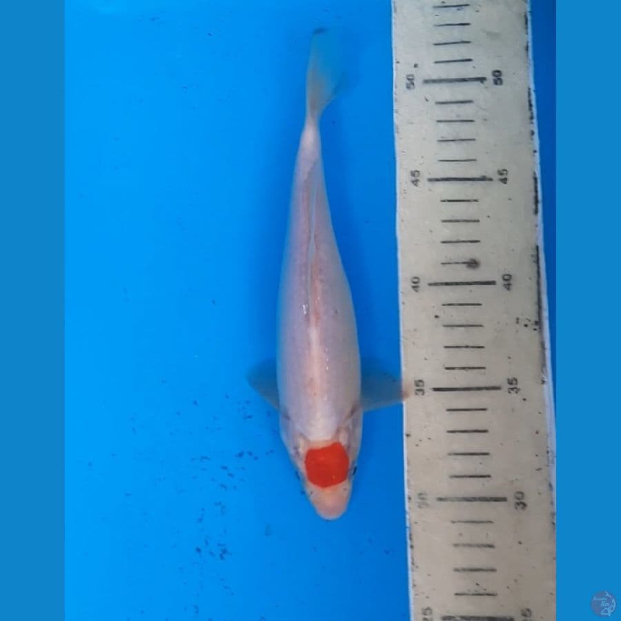tancho 22 cm
