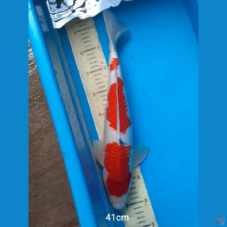 sanke 41 cm