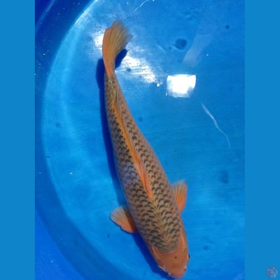 AK MACUBA 52 CM MALE