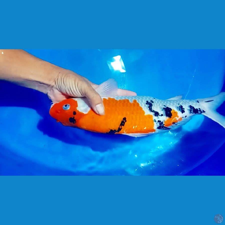 sangke bulkiy 38 cm male
