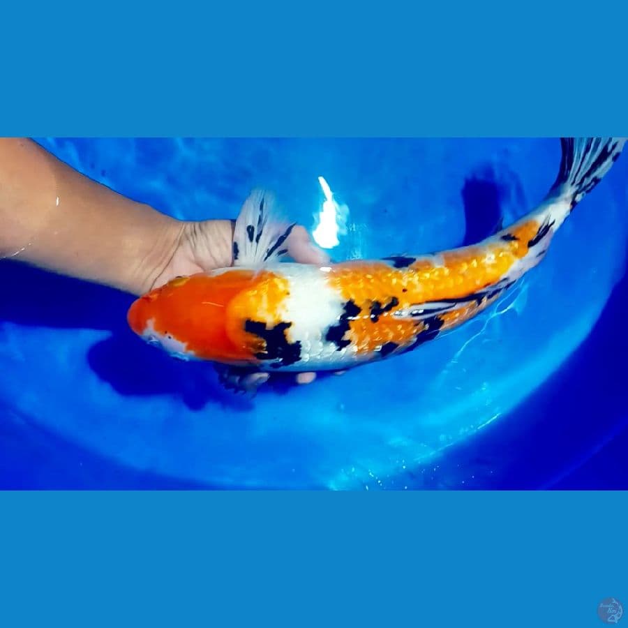 sangke ginrin 40 cm.male