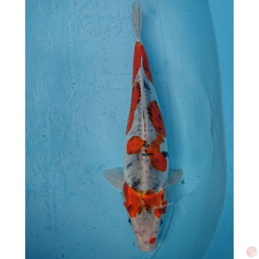 BENIKIKO 35 CM