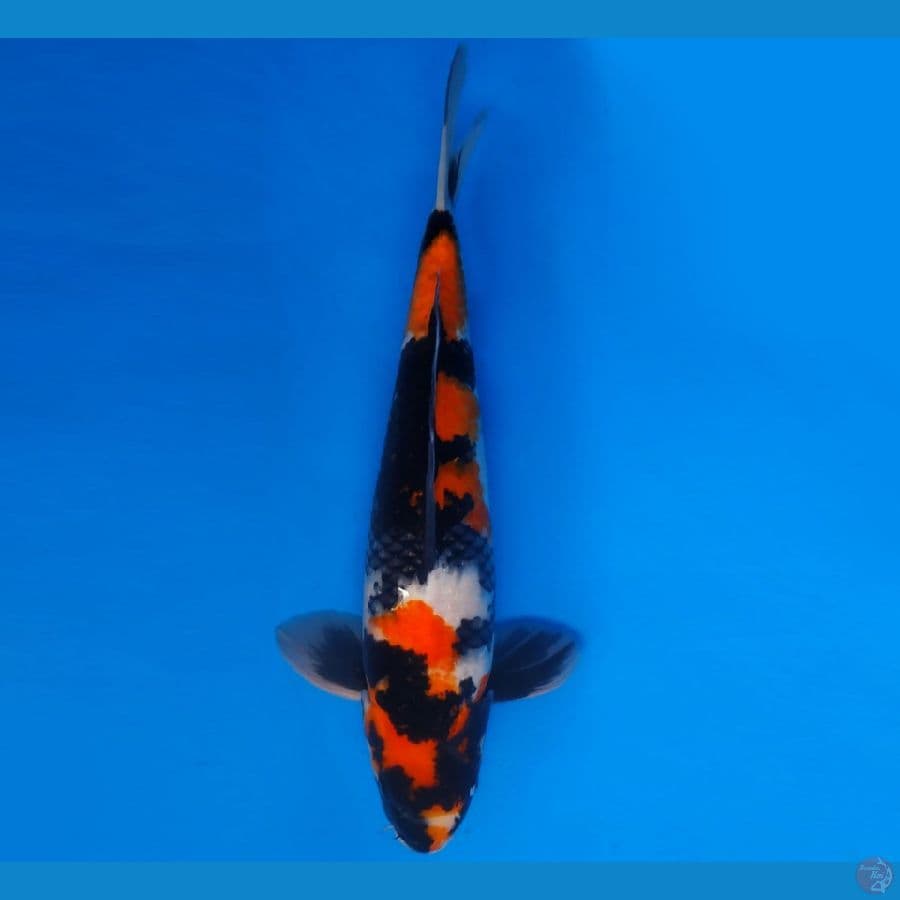 MAGOI 1 - SHOWA 43 cm/male ®