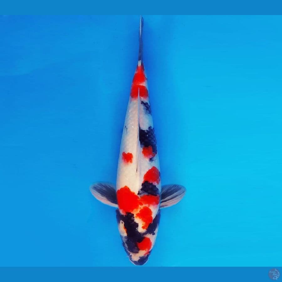 MAGOI 5 - SHOWA EVO 37 cm/male ®