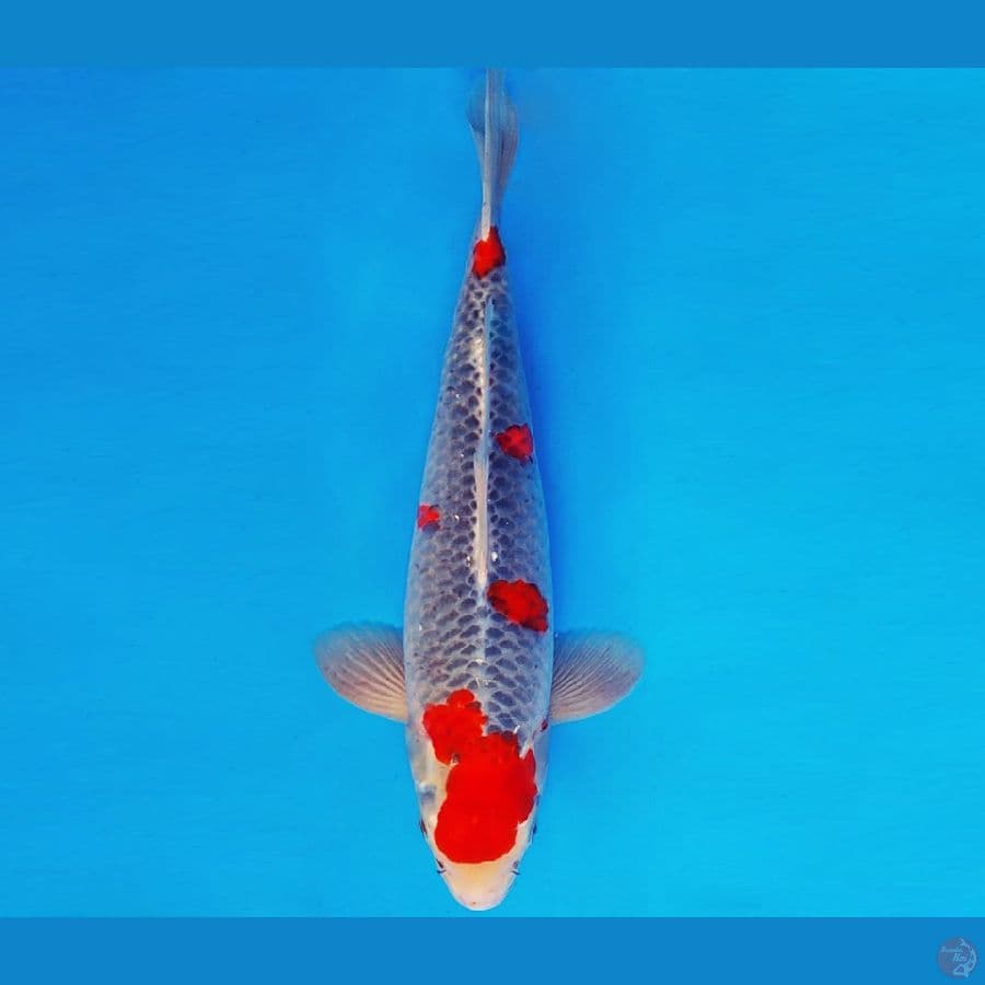 MAGOI 7 - GOSHIKI 40 cm/male ®
