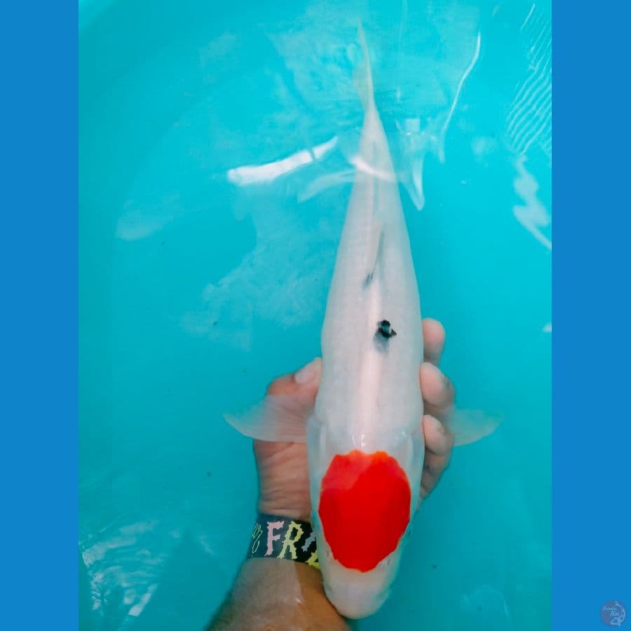 Tancho Sanke Original Pejantan 40cm.