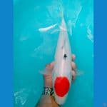 Tancho Sanke Original Pejantan 40cm.