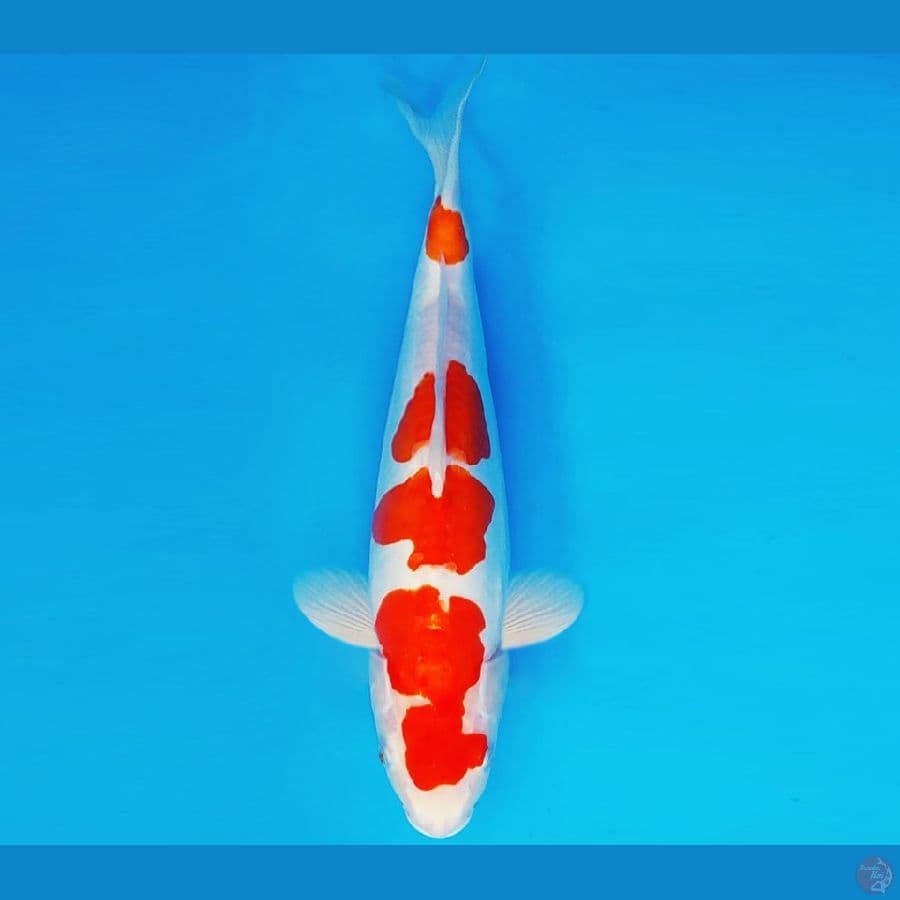 MAGOI 10 - KOHAKU DOITSU 32 cm/fm ®