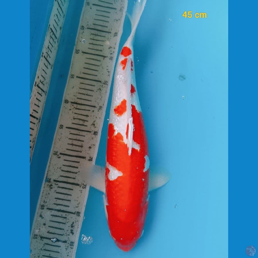 kohaku ginrin 45 cm