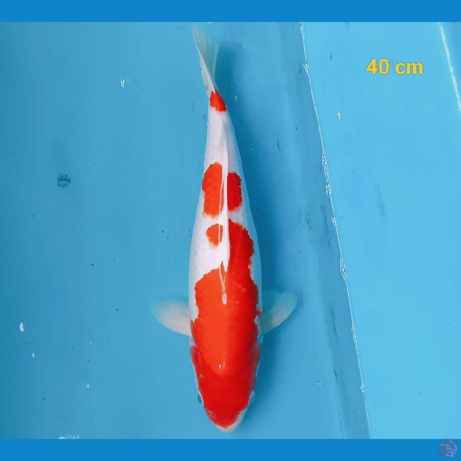 kohaku 40 cm