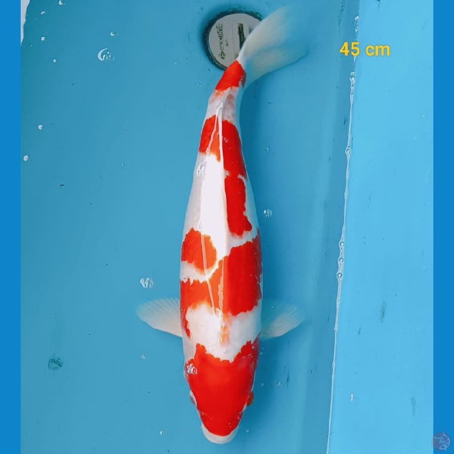 kohaku 45 cm
