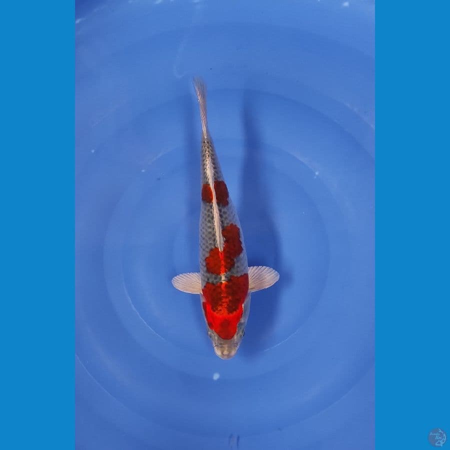 30 CM ~ RED KUJAKU