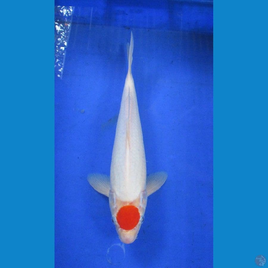 tancho ±35cm jantan