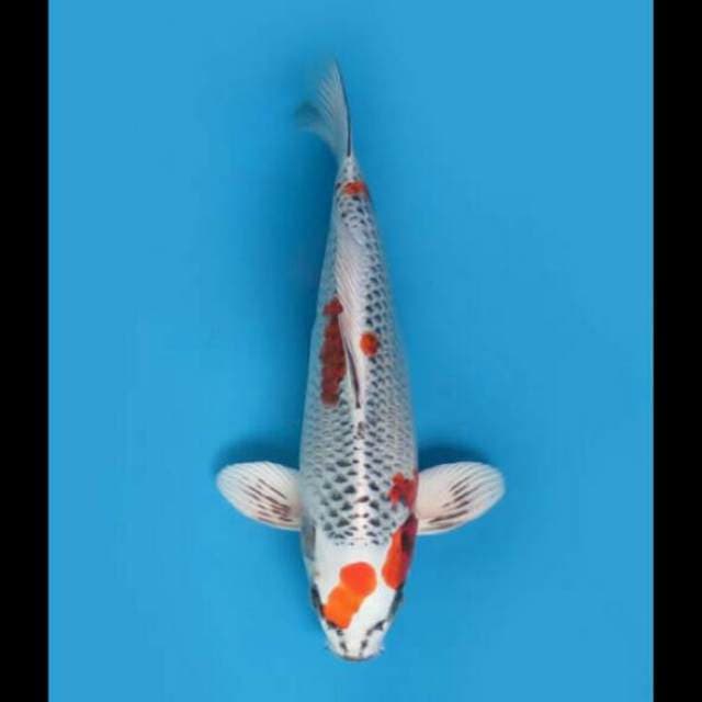 33cm Male - F1 Kujaku 