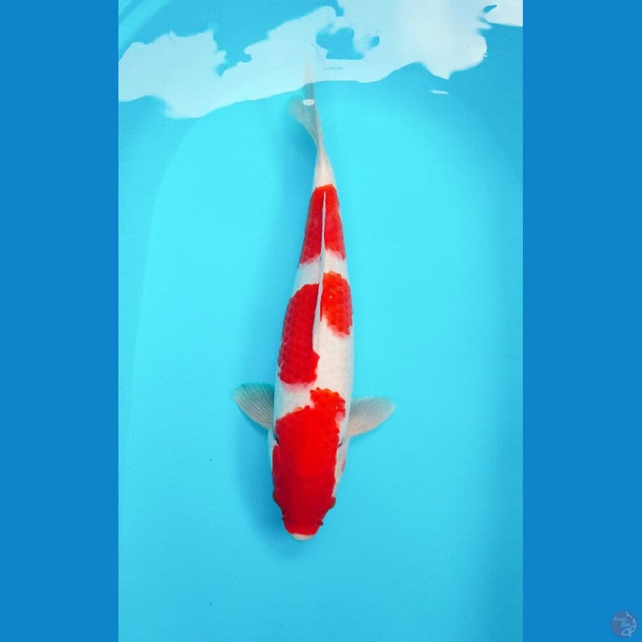 kohaku male 40cm