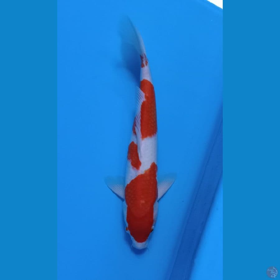 KOHAKU 35CM