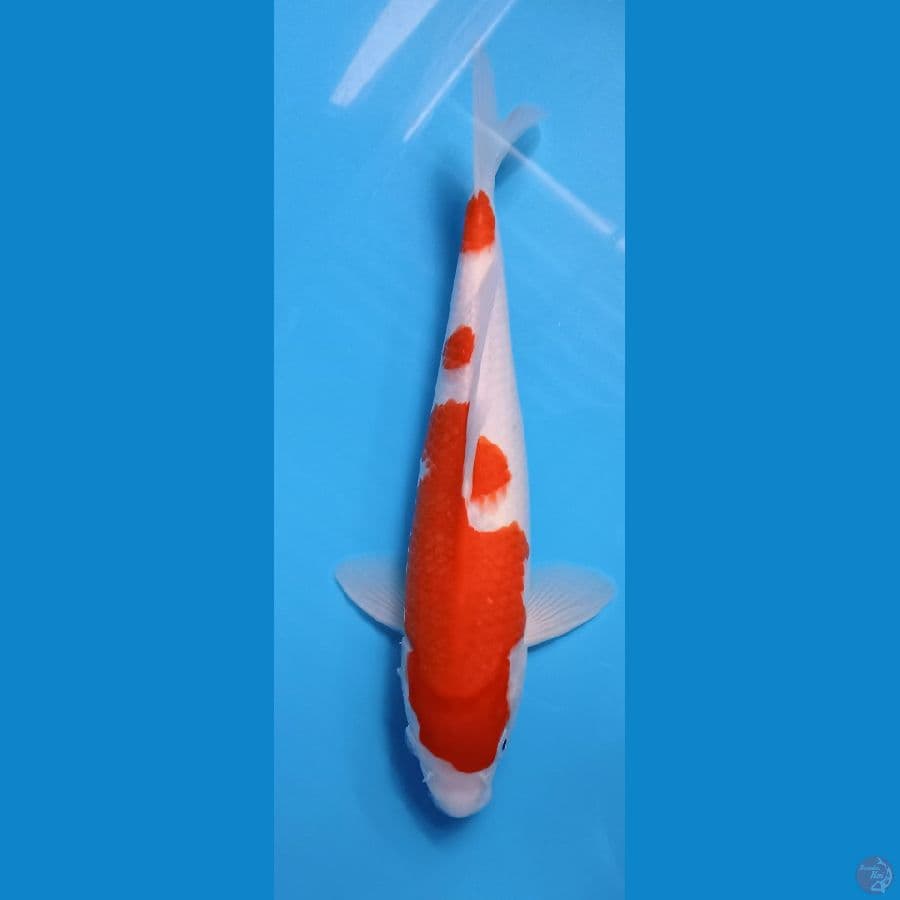 KOHAKU 32CM