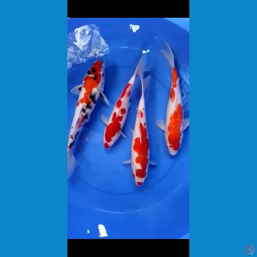 mix koi 33 34 cm