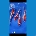 mix koi 33 34 cm