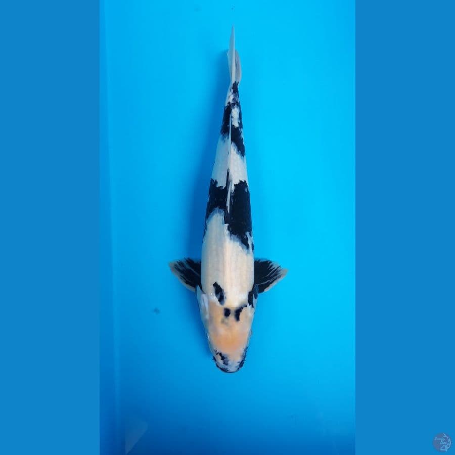 Shiro Male 46cm