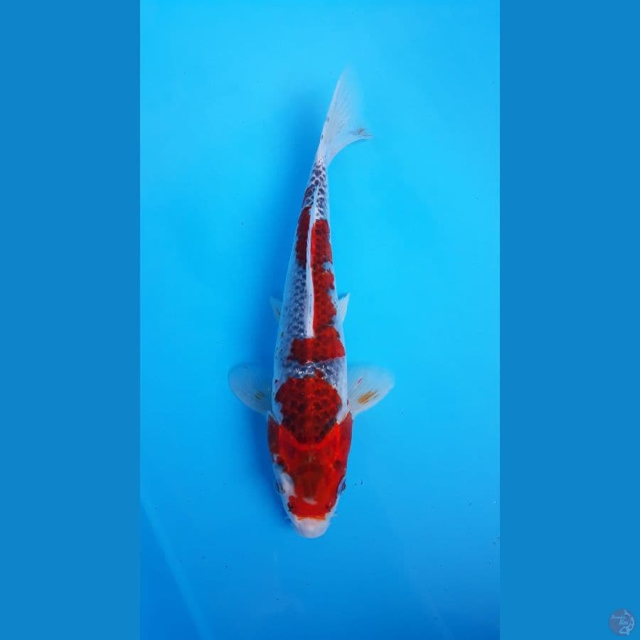 ghosiki male 31cm