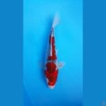 ghosiki male 31cm