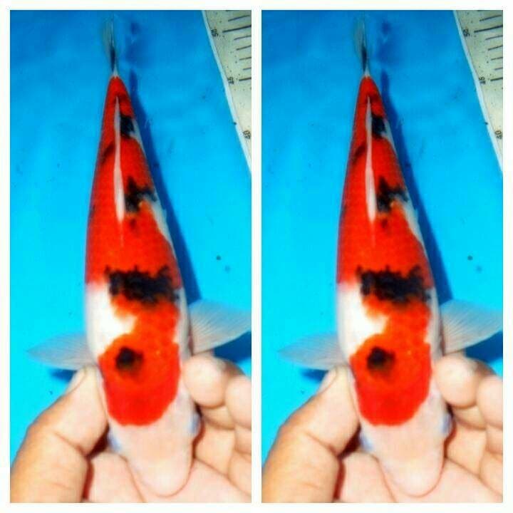 Baby sanke f1