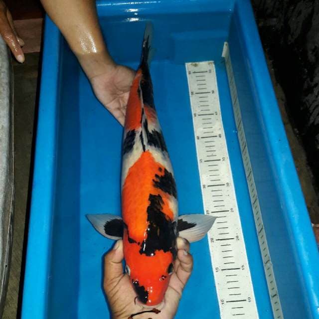 Showa male f1 momotaro
