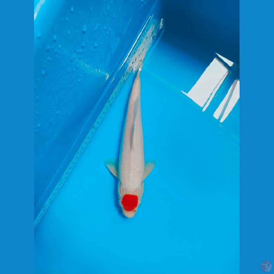 TANCO 31CM
