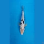 shiro ginrin male33cm