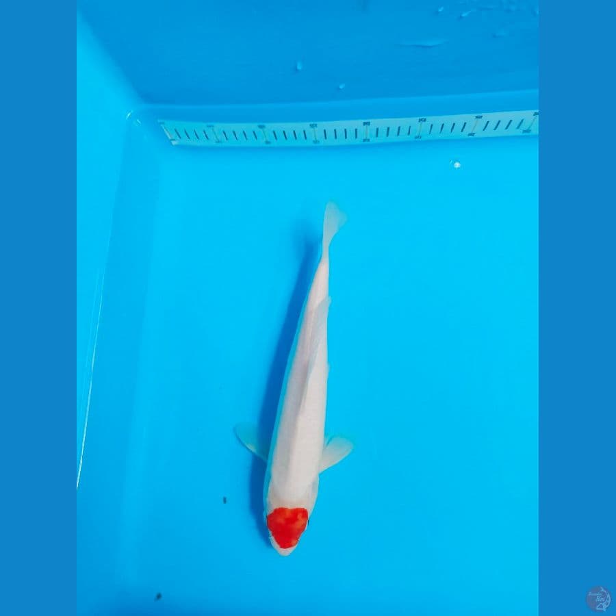 TANCO 32CM