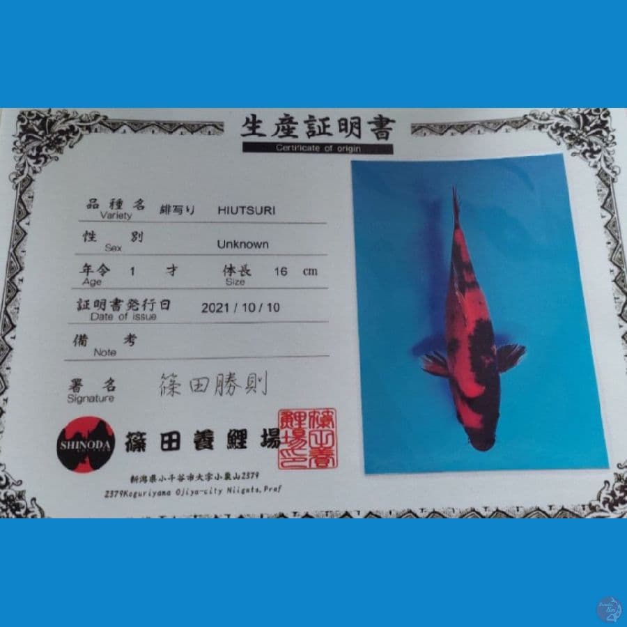 Shinoda - Hiutsuri 30Bu