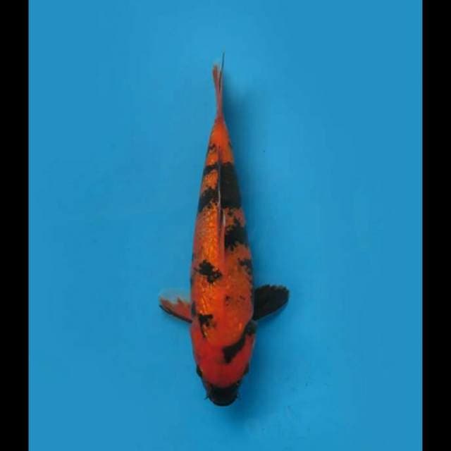 30cm Female - Hi Utsuri Full Ginrin