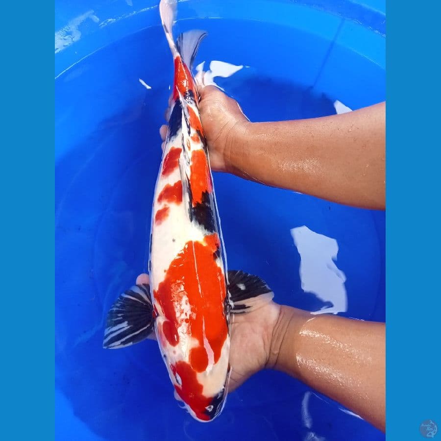 showa sansoku 48cm