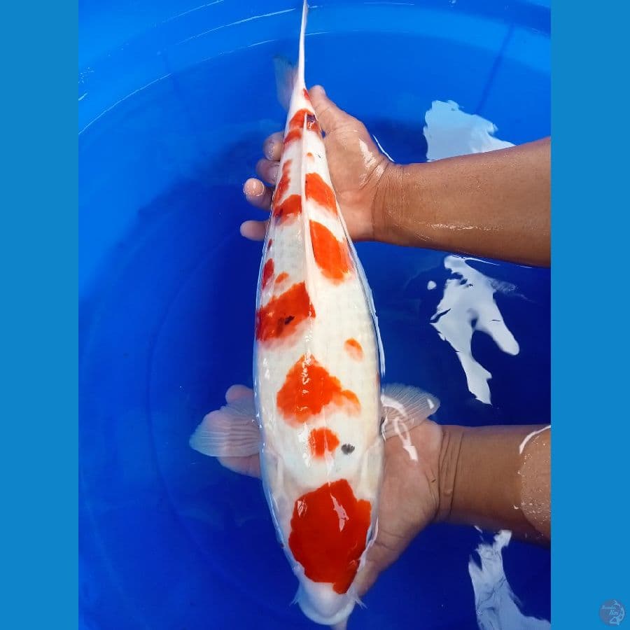 kindai showa 45cm