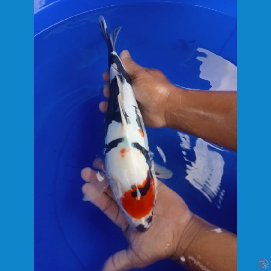 tanco showa doitsu 35cm