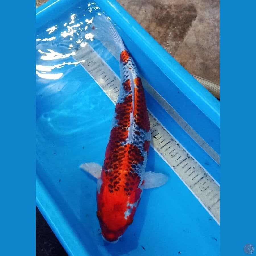 50cm benigingga 