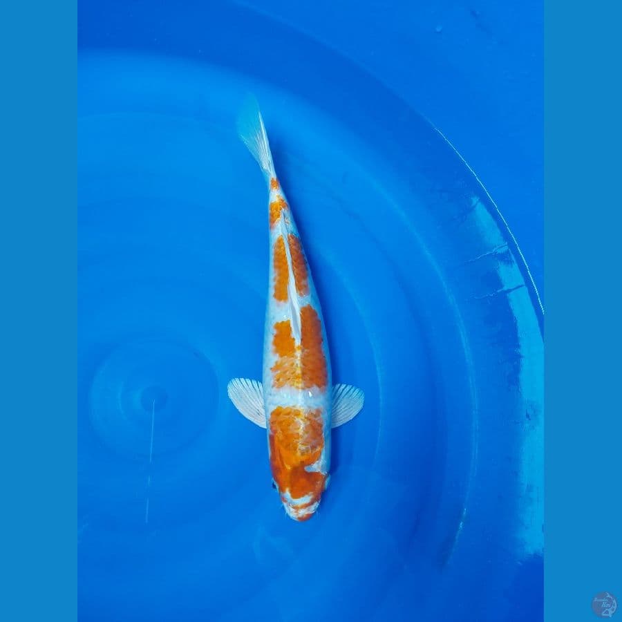hikari moyomono step 4 male 40cm