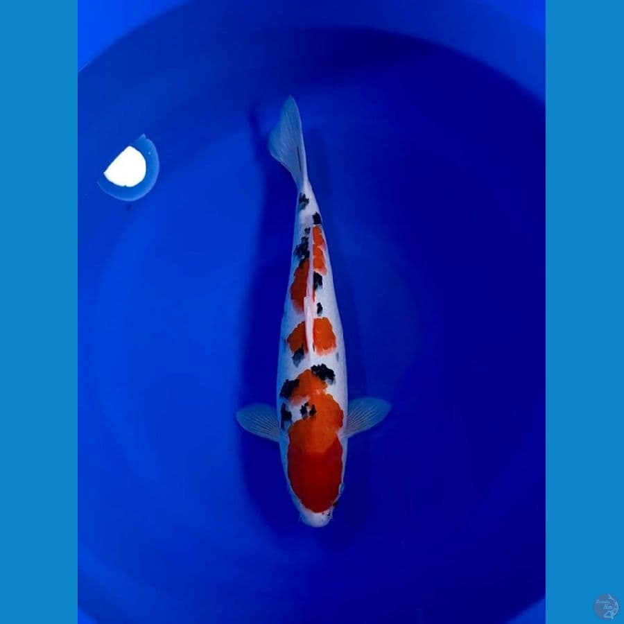 SANKE SQ SUBO SUMI 40CM skin halus