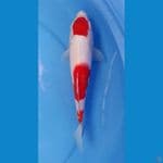 Maroten kohaku 25 cm